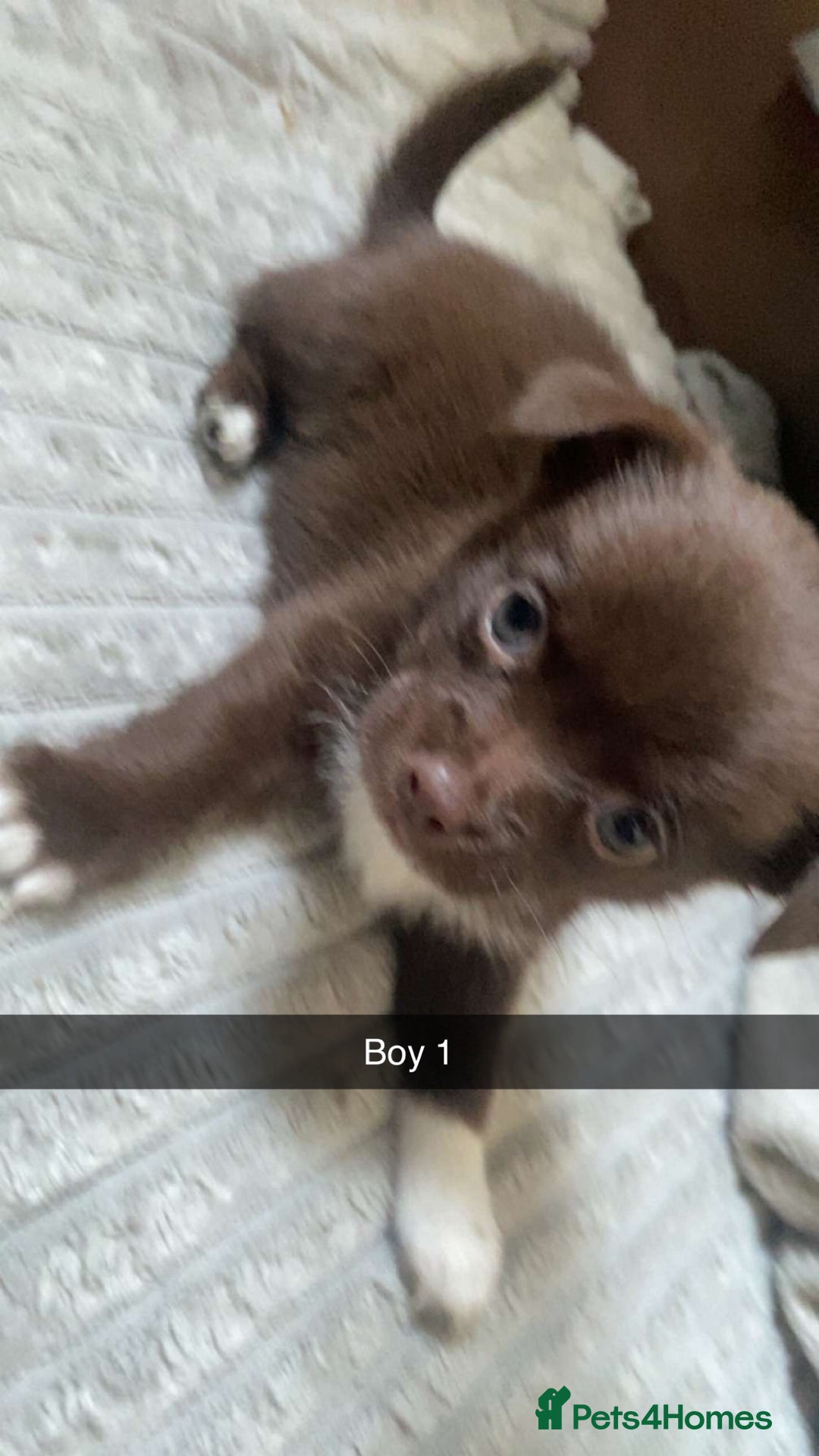 Chihuahua dogs for sale: stunning chihuahua puppies - Image 2