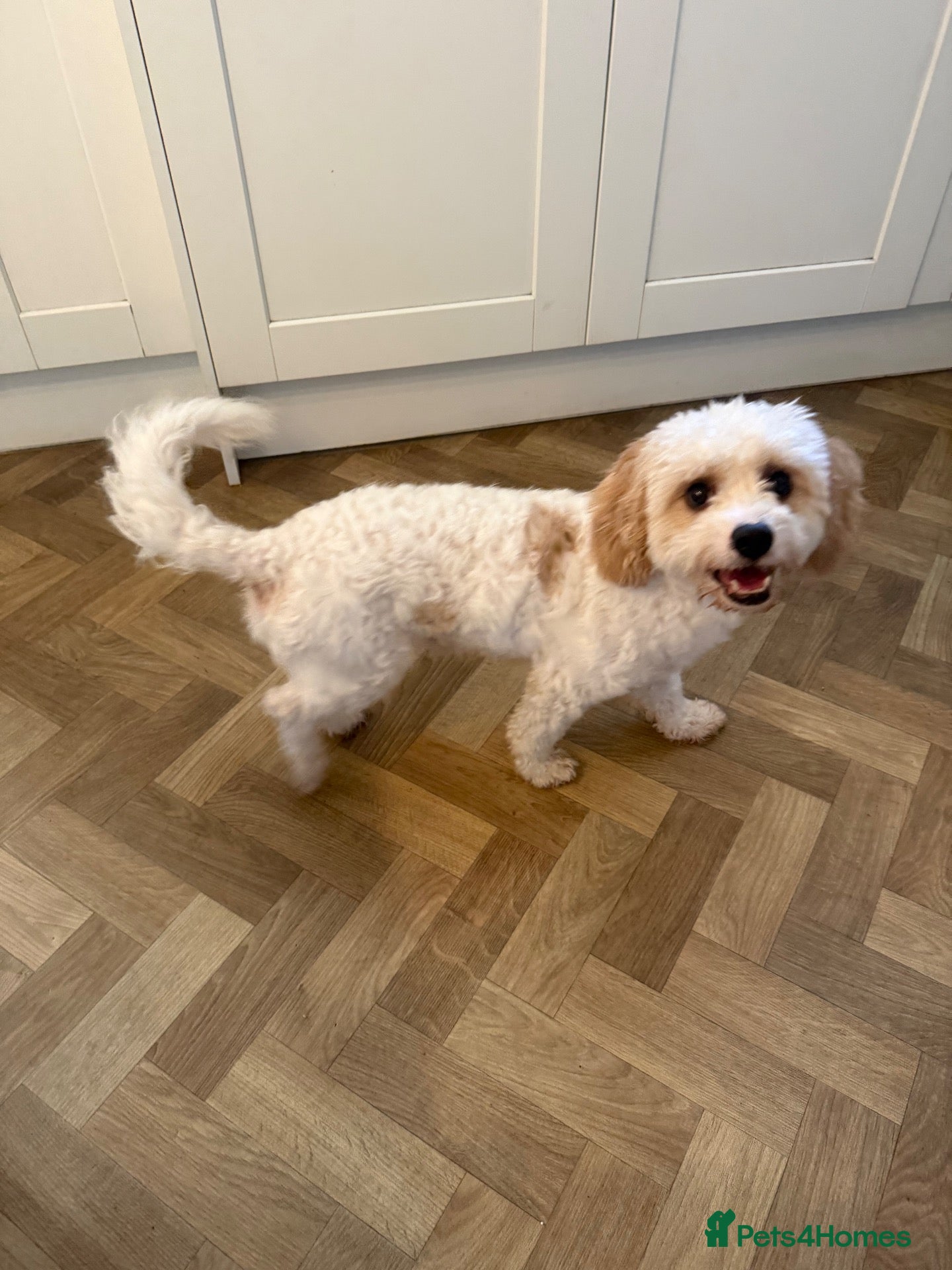 Cavapoochon dogs 🐾 Cavapoochon stud available – JAX 🐾 - Advert 5