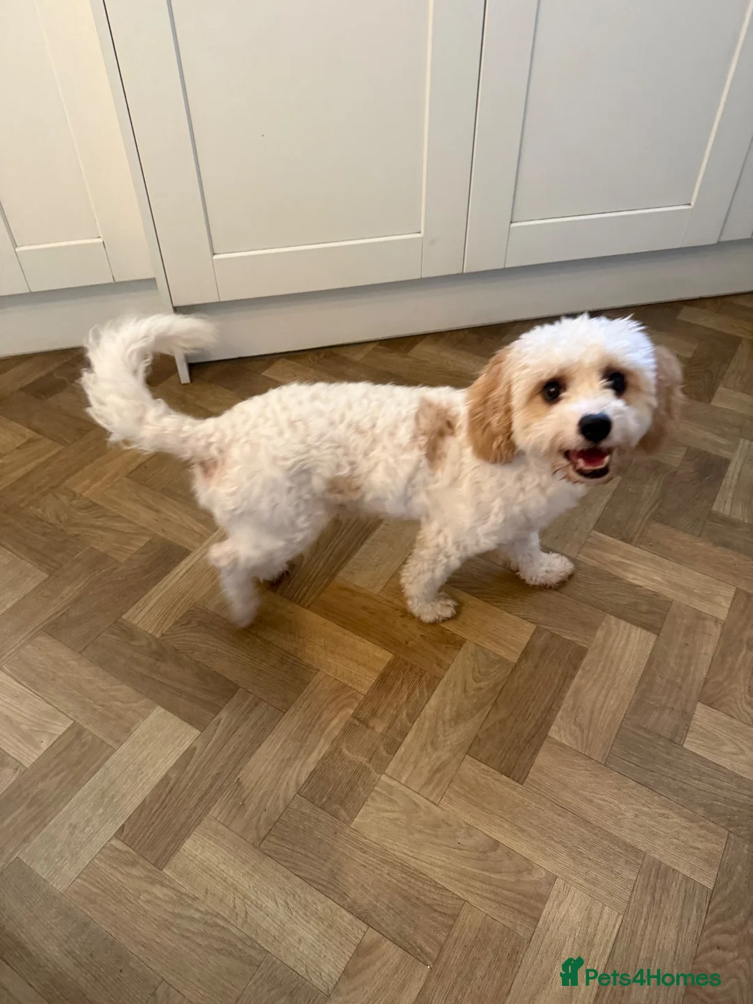 Cavapoochon dogs for stud: 🐾 Cavapoochon stud available – JAX 🐾 - Advert 1