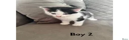 Maine Coon cats for sale: 1/4 Maine coon kittens  - Advert 4
