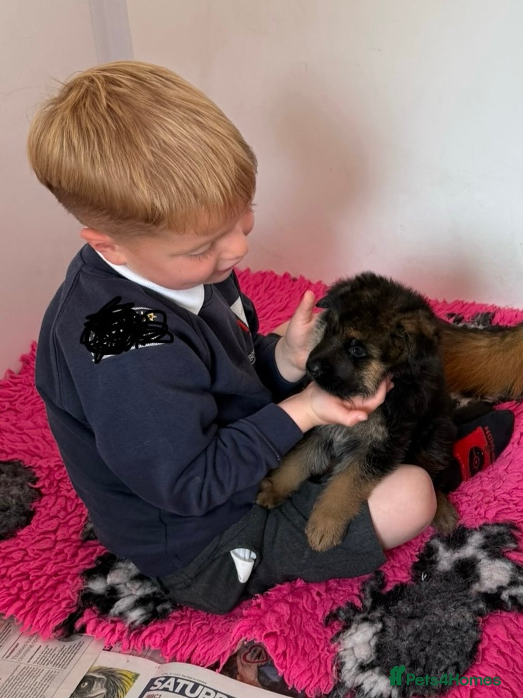 German Shepherd dogs for sale: Litter of puppies with a World Class Pedigree  - Advert 14