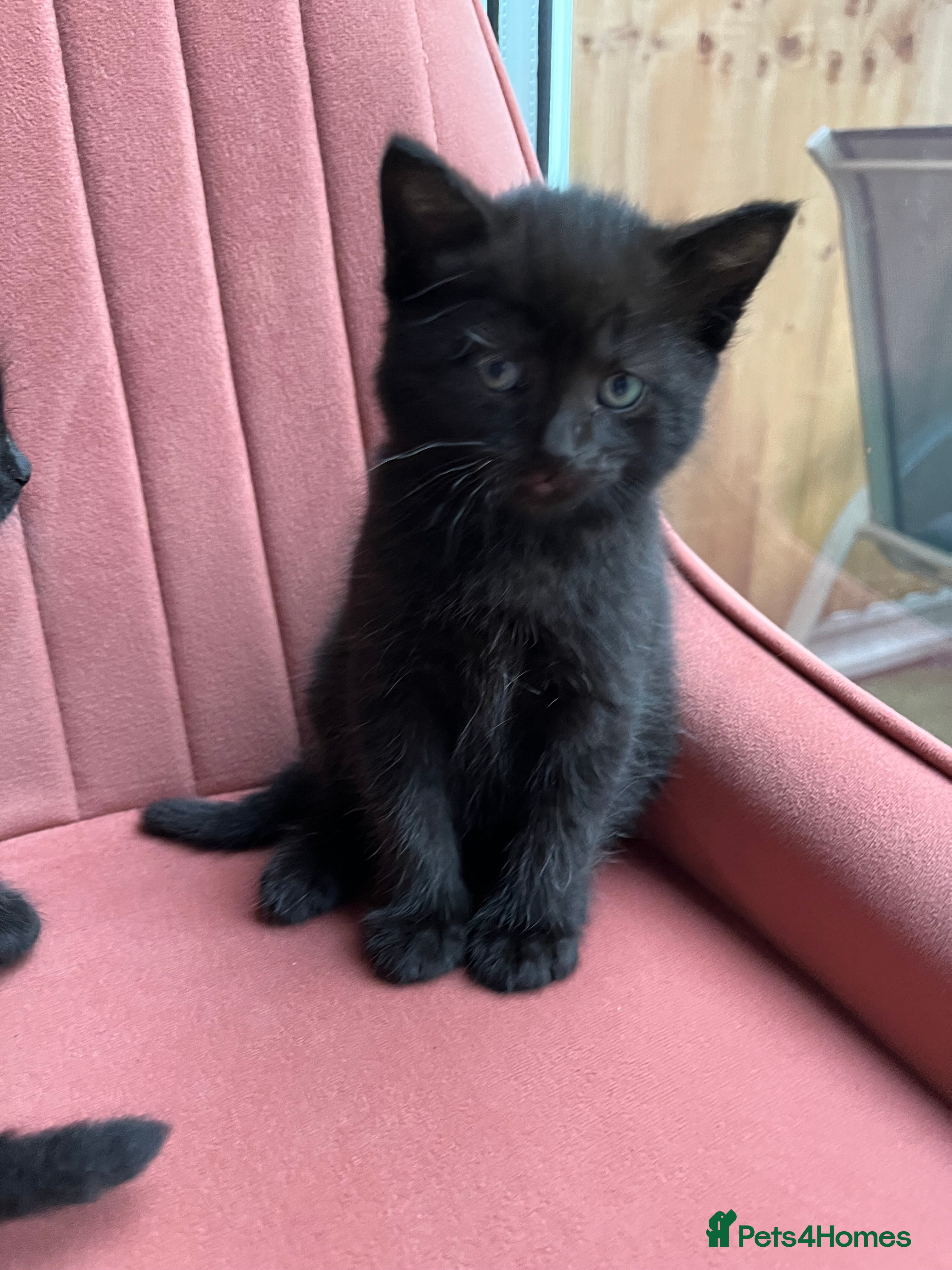 American Wirehair cats American wirehair/Bombay kittens for sale - Advert 2