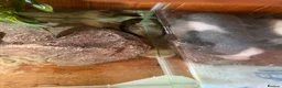 Other/Mixed Breed fish for sale: Male mudskipper  - Advert 3