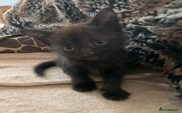 Domestic Shorthair cats for sale: Kittens - 2 boys and 3 girls - Image 8