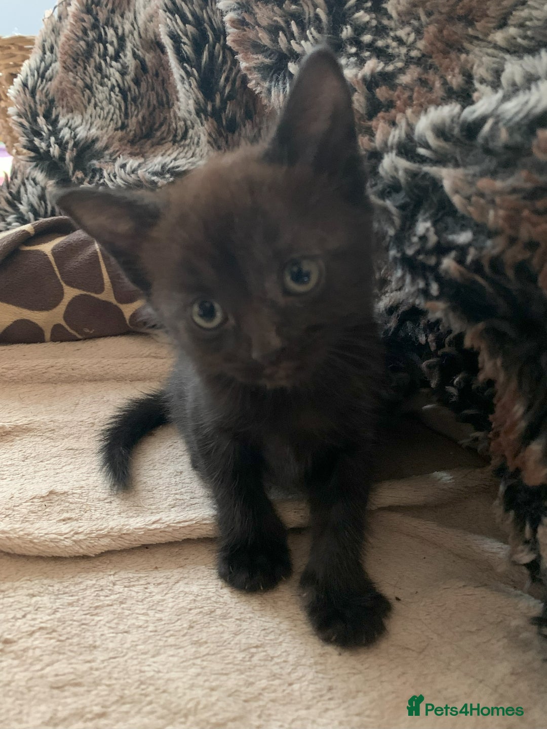 Domestic Shorthair cats for sale: Kittens - 2 boys and 3 girls - Image 8