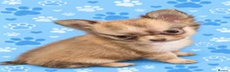 Chihuahua dogs for sale: Long haired chihuahua puppies  - Advert 2