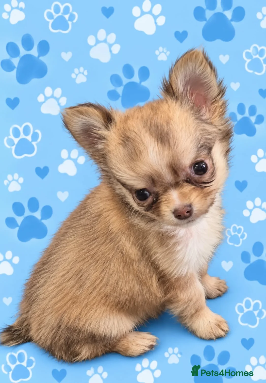 Chihuahua dogs for sale: Long haired chihuahua puppies  - Advert 2
