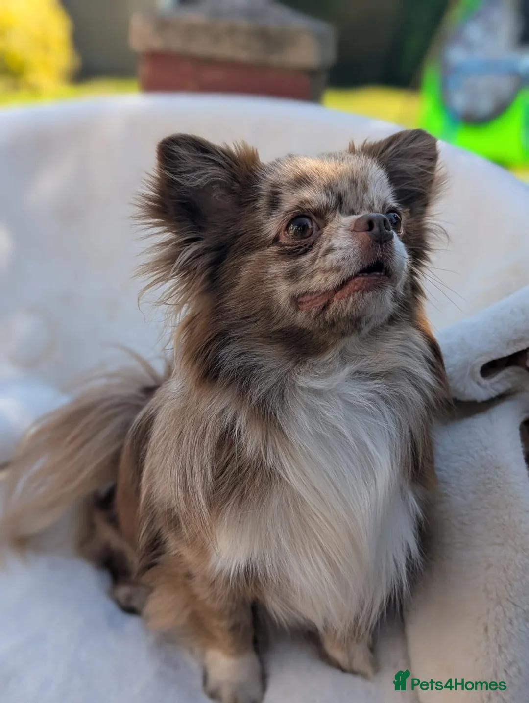 Chihuahua dogs for stud: Proven chi for stud  in Atherstone - Advert 1