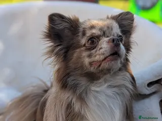 Chihuahua dogs Proven chi for stud - Advert 1