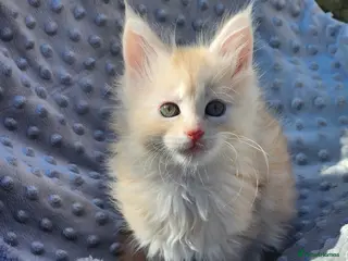 Maine Coon cats Maine Coon Kittens Red/White Classic ready April - Advert 3