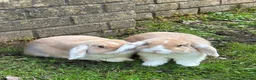 Mini Lop rabbits for sale: Two female mini lops in Pontyclun - Advert 2