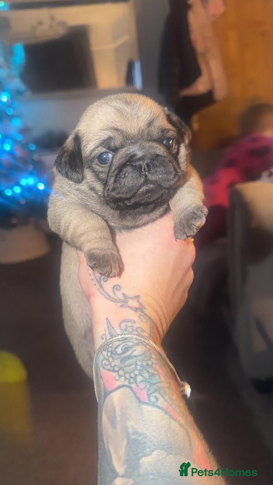 Pug dogs Beautiful Girl for sale - PUG  - Advert 8
