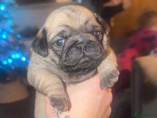 Pug dogs Beautiful Girl for sale - PUG - Advert 9