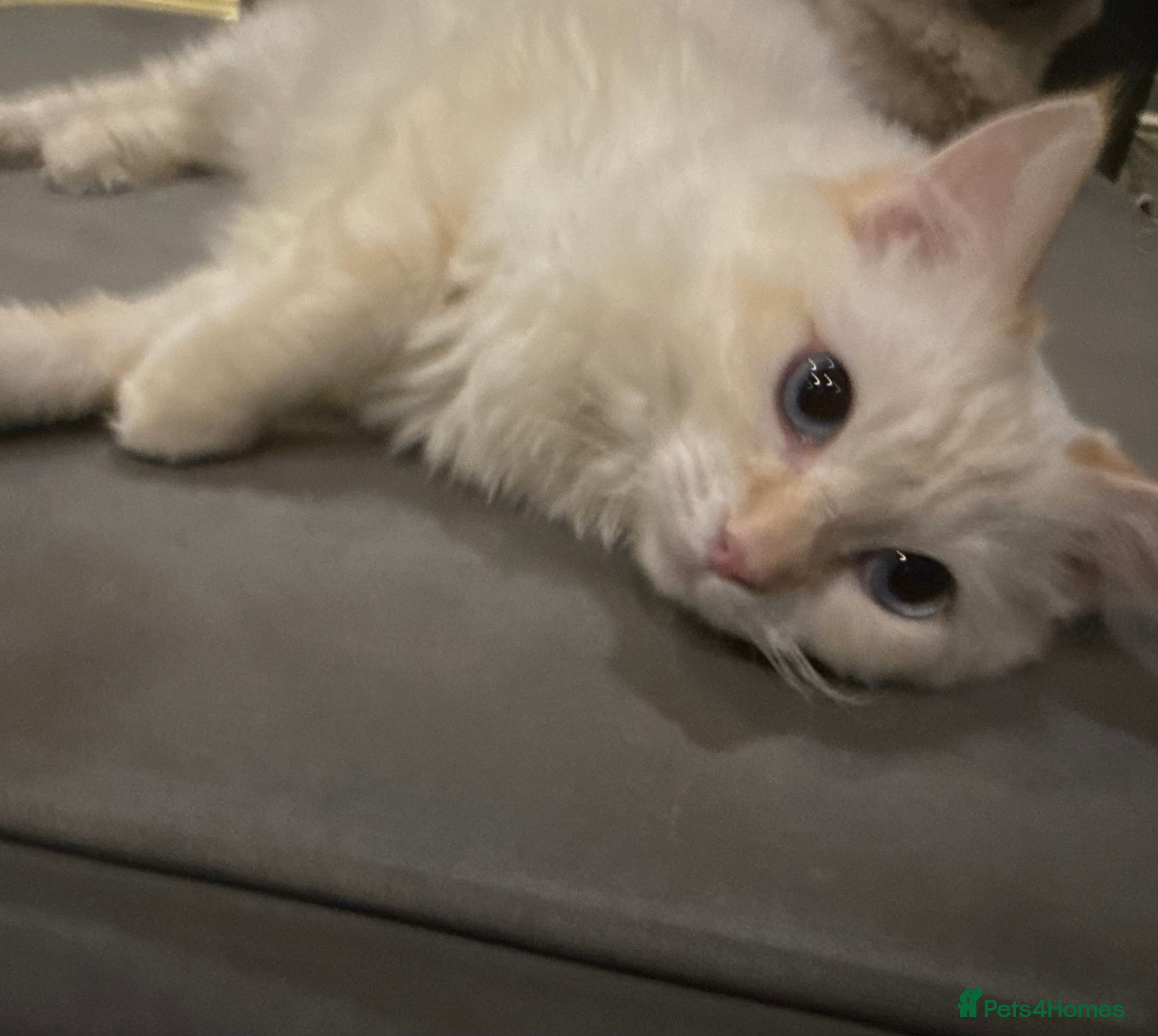 Ragdoll cats Beautiful 8 Month Old Ragdolls – Loving Homes Only - Advert 3