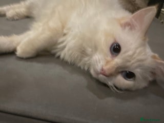 Ragdoll cats - Advert 5