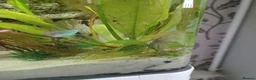 Other/Mixed Breed fish for sale: Full fishtank set up in Doncaster - Advert 4