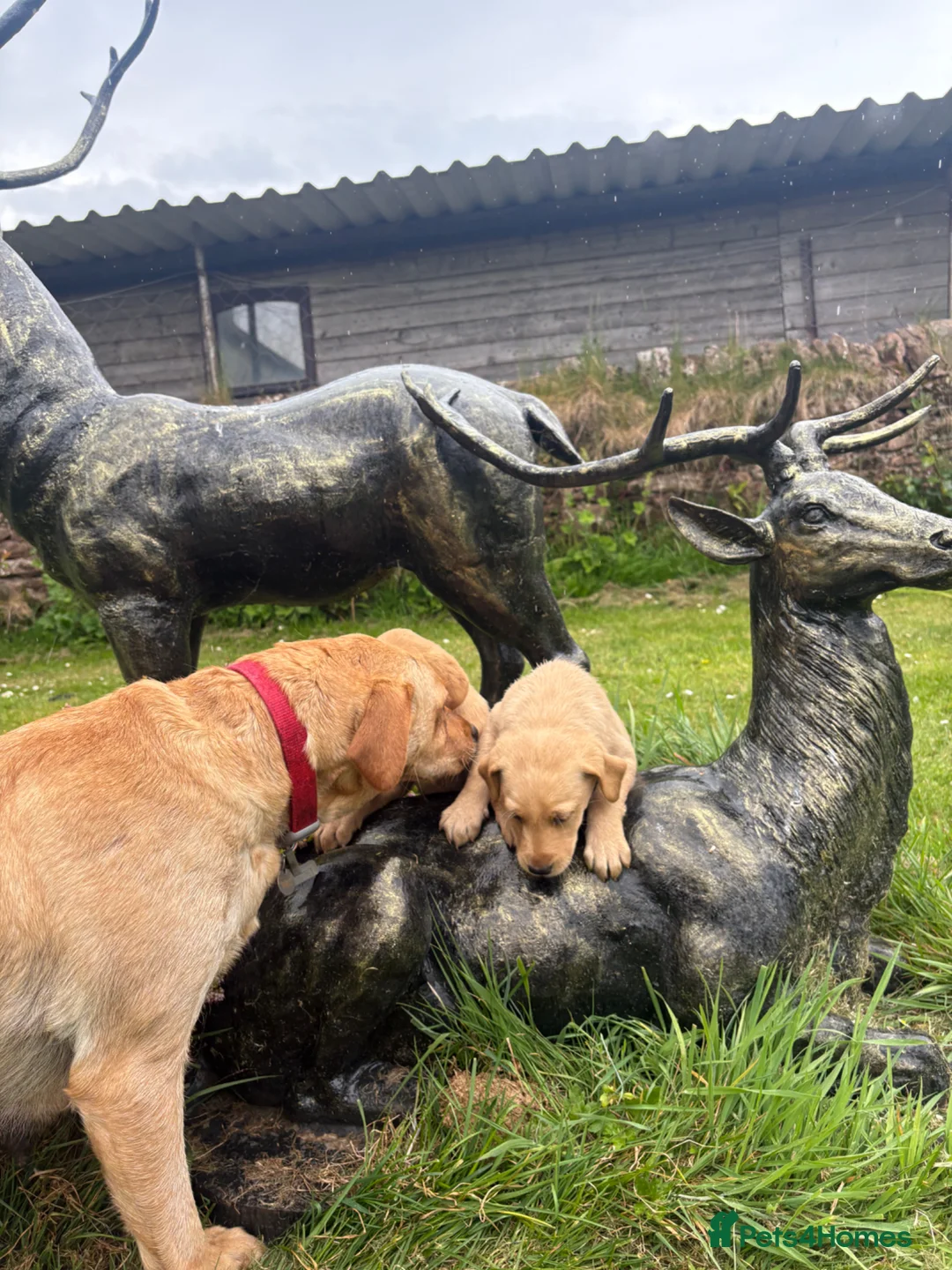 Labrador Retriever dogs for sale: Red & gold lab puppies  in Telford - Advert 2