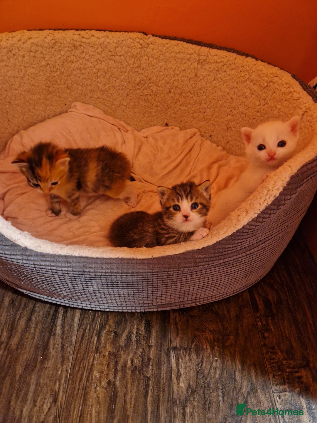 Mixed Breed cats for sale: ⭐️⭐️⭐️Siberian cross ⭐️⭐️⭐️ - Advert 14