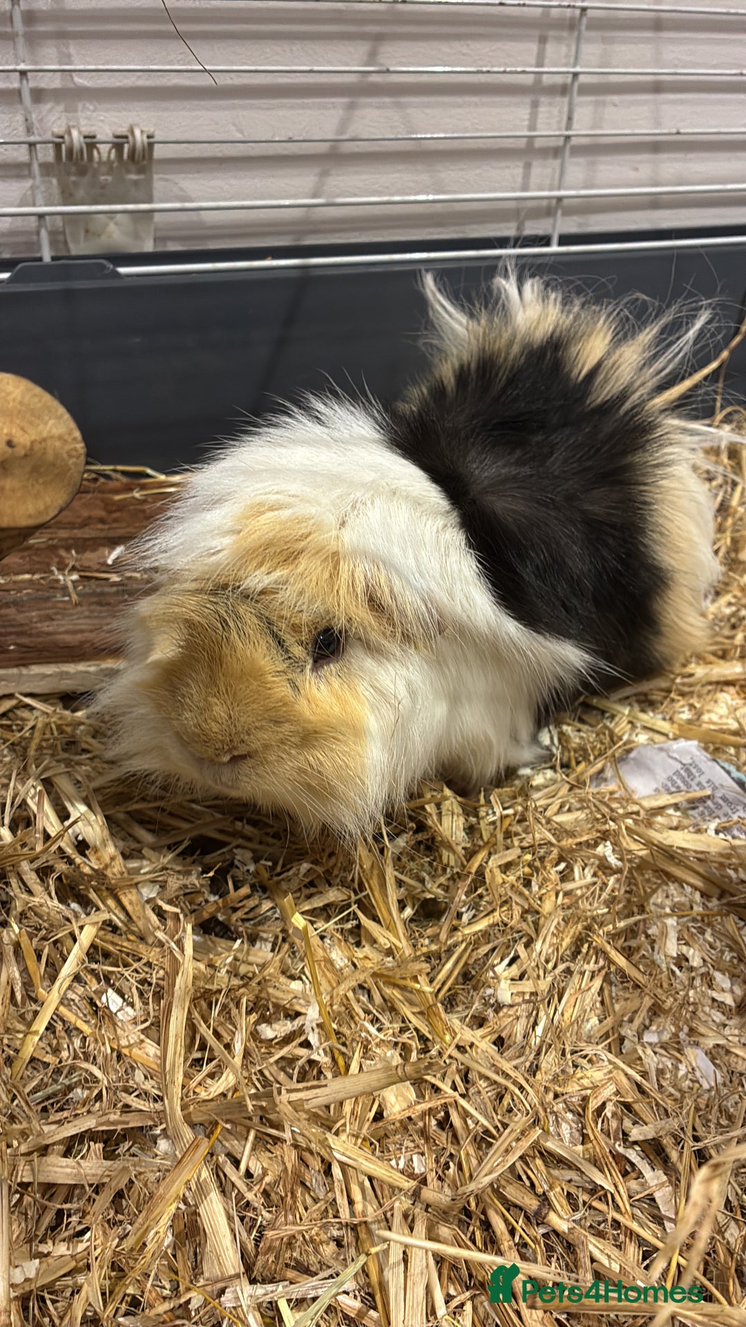 Guinea Pig rodents for sale: X2 Guinea pigs  - Advert 4