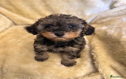 Toy Poodle dogs for sale: adorable toy poodle pups health tested  - Advert 10