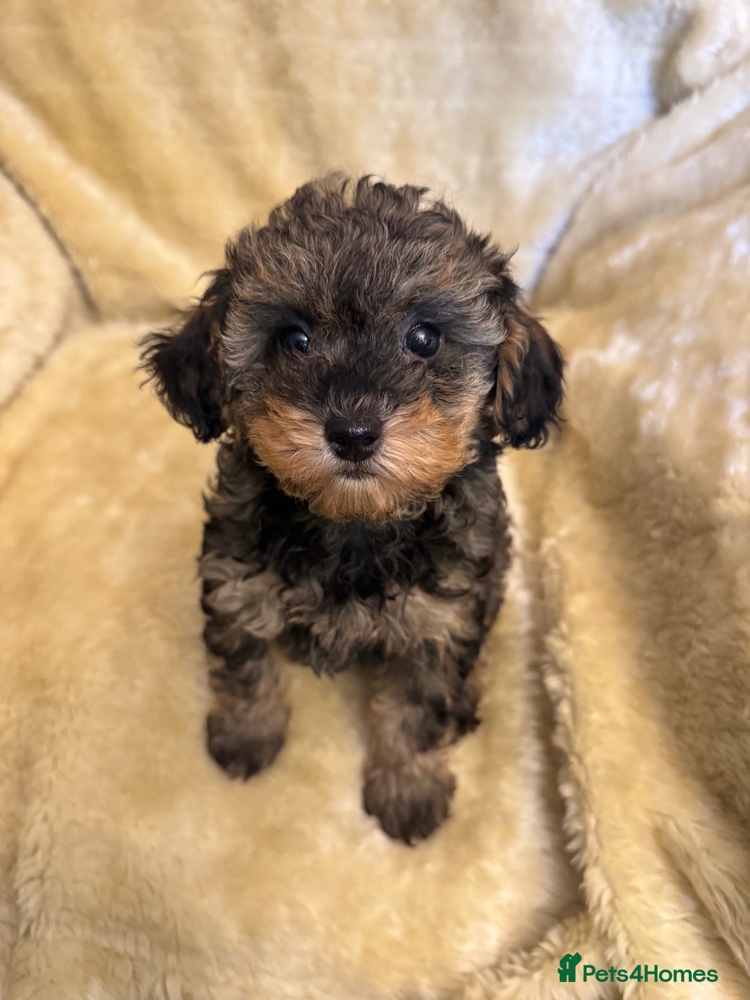 Toy Poodle dogs for sale: adorable toy poodle pups health tested  - Advert 10
