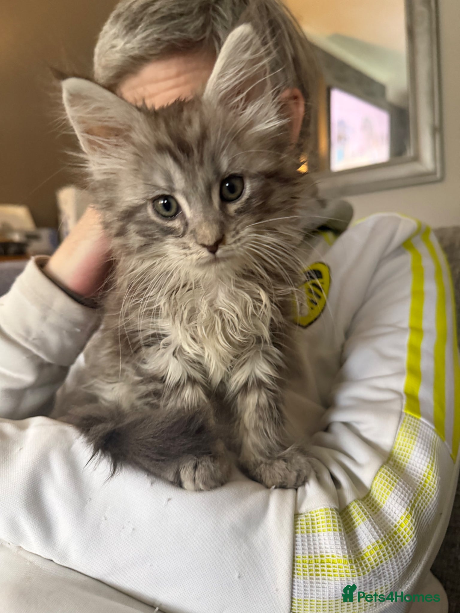 Maine Coon cats Beautiful maine coons - Advert 2