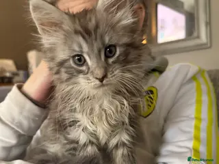 Maine Coon cats Beautiful maine coons - Advert 2