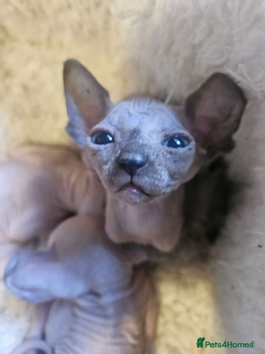 Sphynx cats Gorgeous full breed Sphynx kittens🐾 - Advert 11
