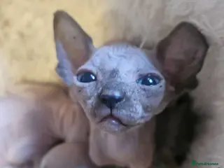 Sphynx cats Gorgeous full breed Sphynx kittens🐾 - Advert 11