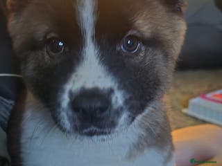 Akita dogs Female American akita - Advert 8