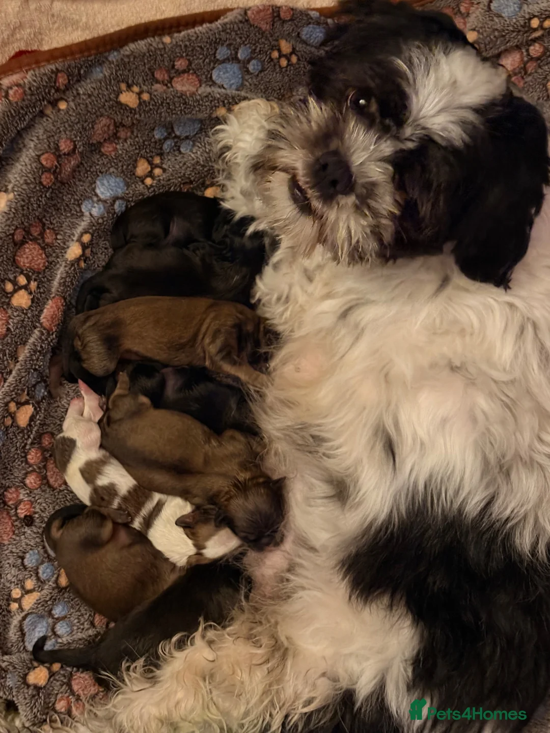 Mixed Breed dogs for sale: 🐾Shih Tzu x Lhasa Apso (Shih Apso) puppies  - Advert 1