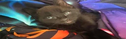 Mixed Breed cats for sale: Gorgeous kittens for sale - Advert 15