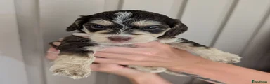 Cockapoo 5
