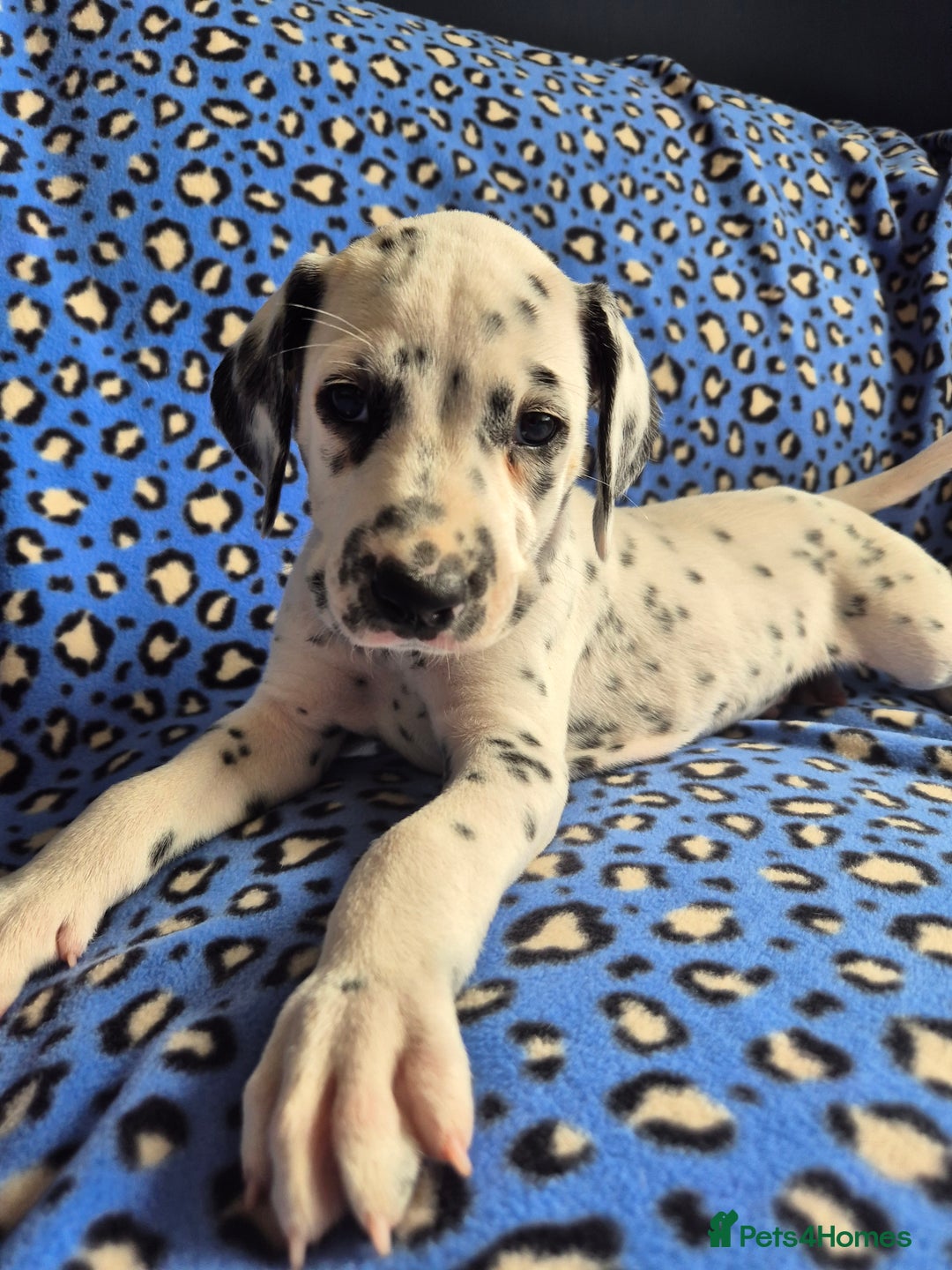 Dalmatian dogs for sale: 💙last LUA boy 💙 KC reg - Image 2