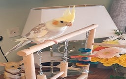 Cockatiels birds for sale: Hand reared baby cocktail very nice bird  - Image 1