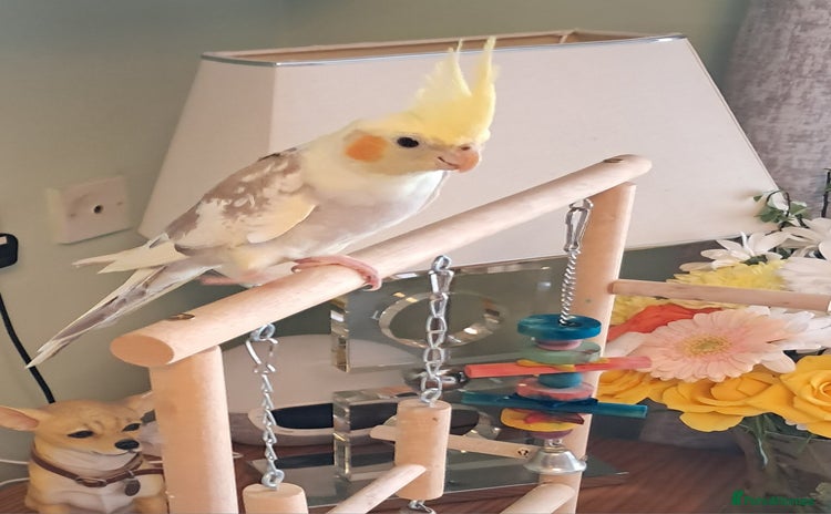 Cockatiels birds - Advert 2