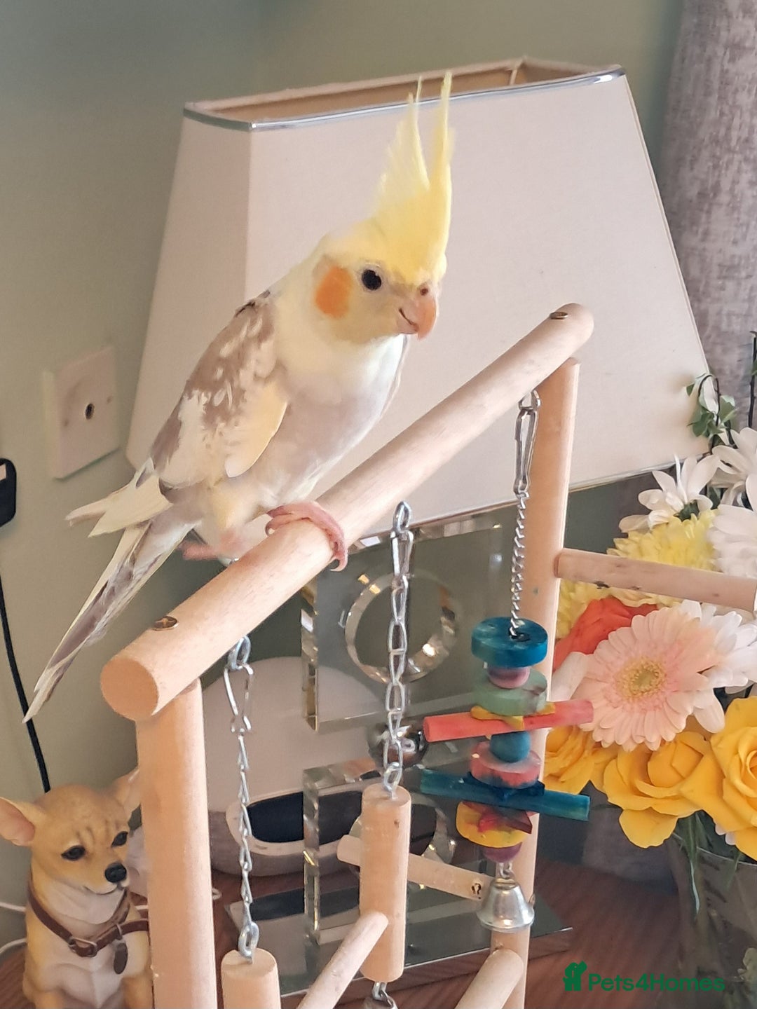 Cockatiels birds for sale: Hand reared baby cocktail very nice bird  - Image 1