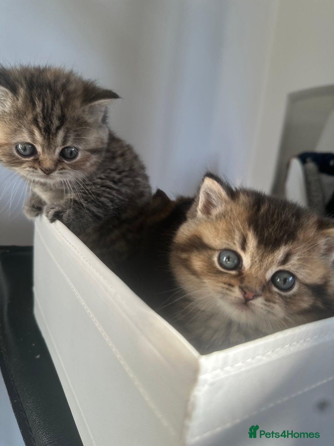 British Shorthair cats for sale: Gorgeous Brown Tabby BSH Kittens - Advert 2