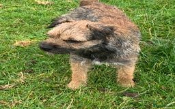 Border Terrier dogs for sale: KC Reg Slem clear Border Terrier Pups - Image 7