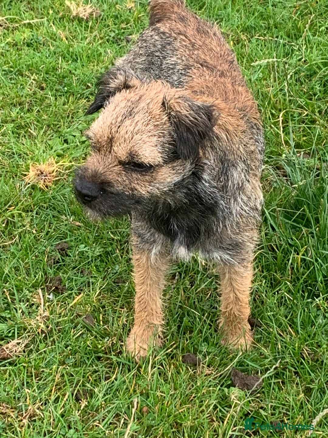 Border Terrier dogs for sale: KC Reg Slem clear Border Terrier Pups - Image 7