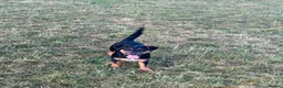 Jack Russell dogs for sale: Jack Russell Girl  in Egham - Advert 5