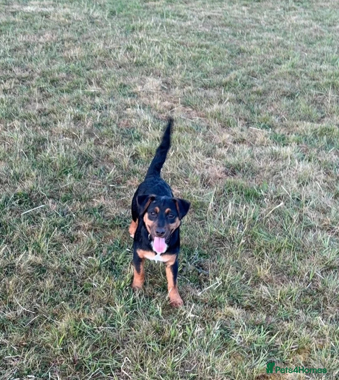 Jack Russell dogs for sale: Jack Russell Girl  in Egham - Advert 5