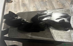 Mixed Breed cats for sale: 4 kittens for sale  - Image 2