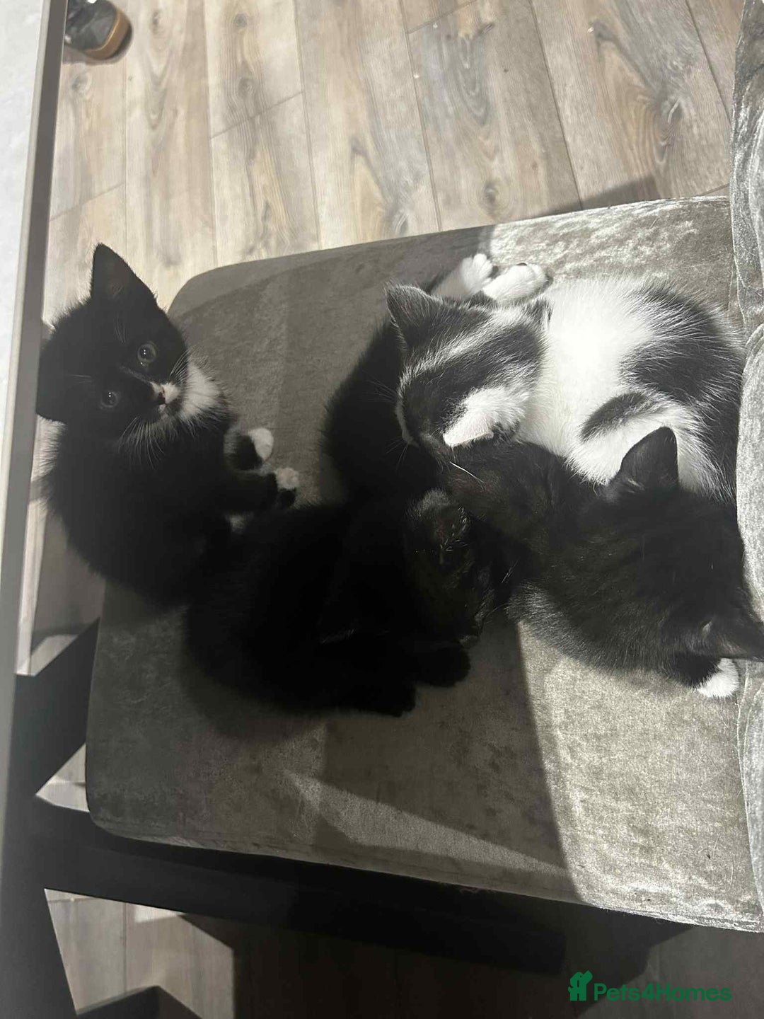 Mixed Breed cats for sale: 4 kittens for sale  - Image 2