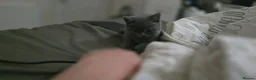British Shorthair cats for sale: Special British Shorthair kitten  in Fareham - Advert 3
