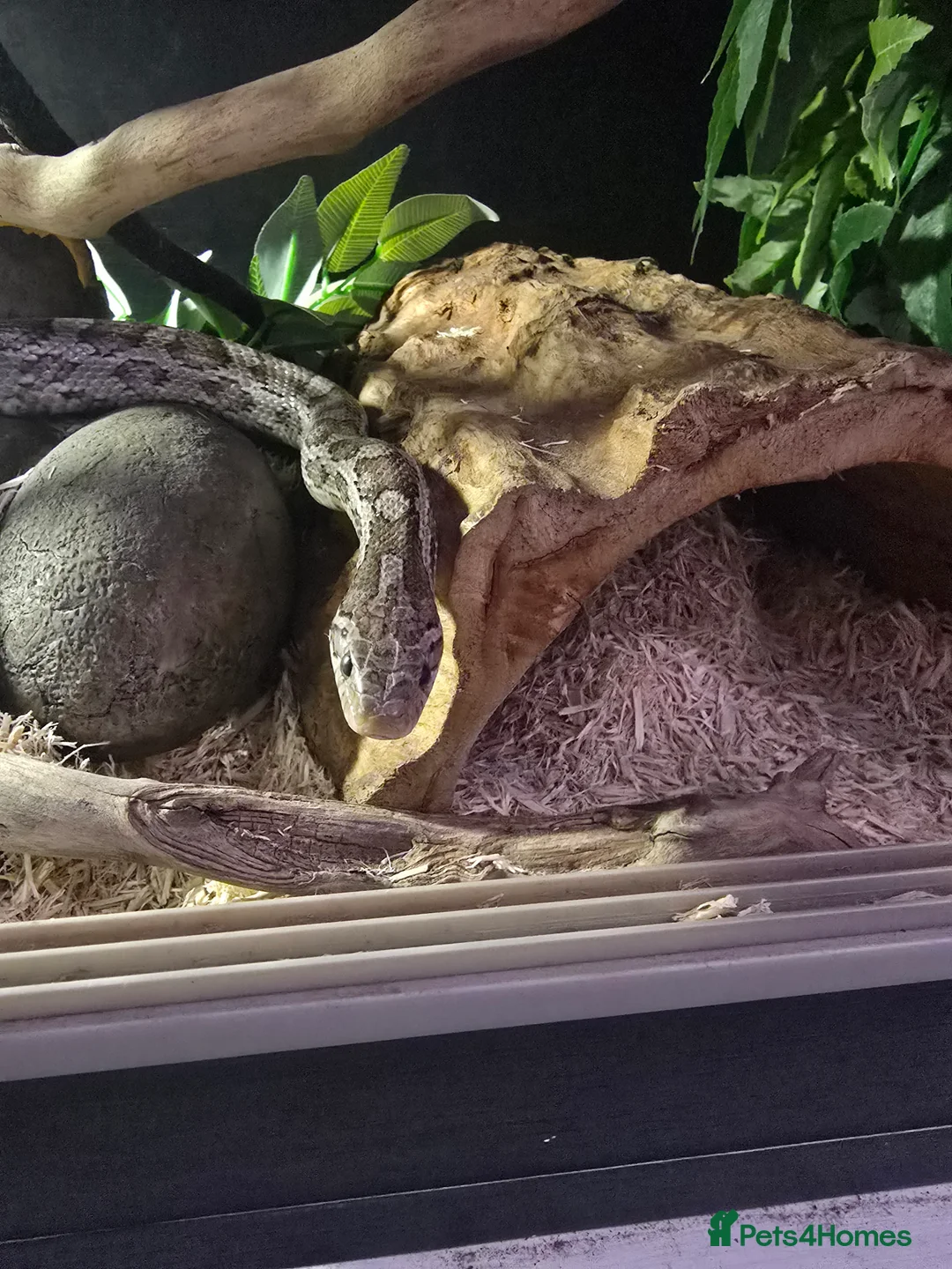 Corn Snake reptiles for sale: Corn snake in Bristol - Advert 2