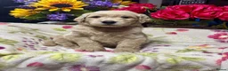 Goldendoodle dogs for sale: 11 gorgeous miniature Goldendoodle poodle  - Advert 4