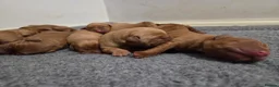 Labrador Retriever dogs for sale: KC Fox Red Labrador Puppies in Tavistock - Advert 8