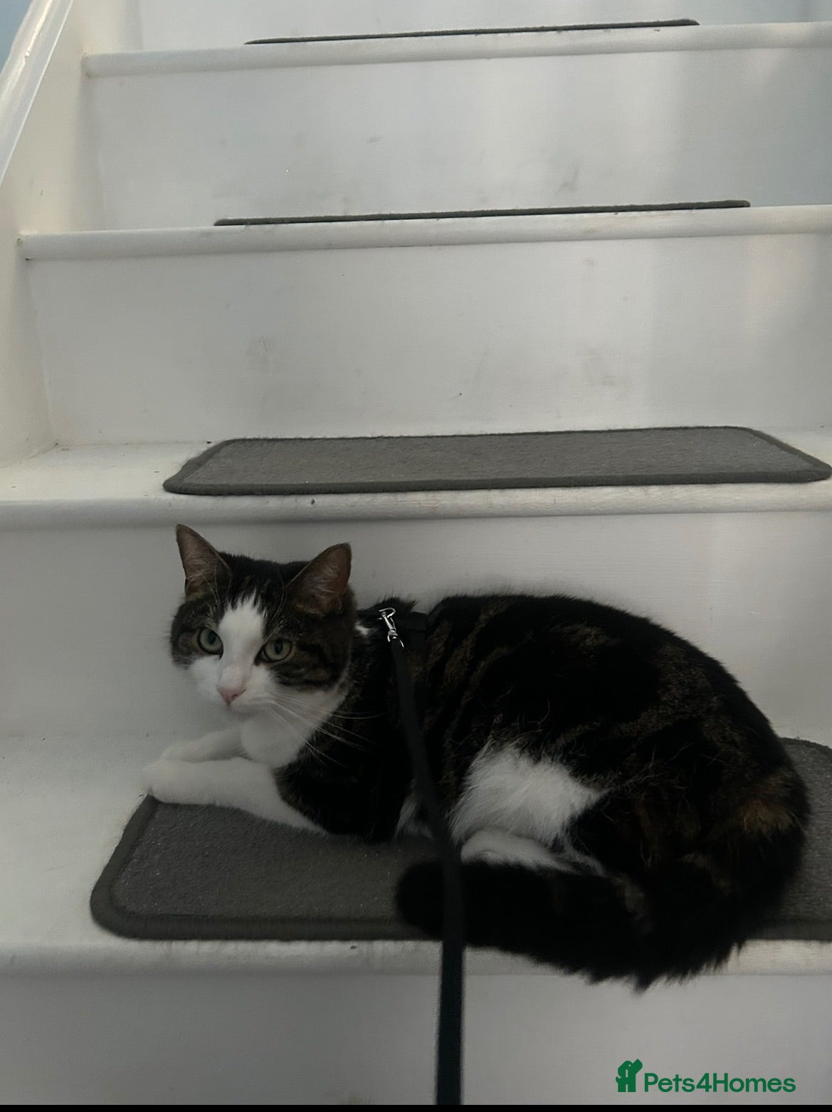 Mixed Breed cats Carlos, 3 years old🐱 house cat looking for love. - Advert 6