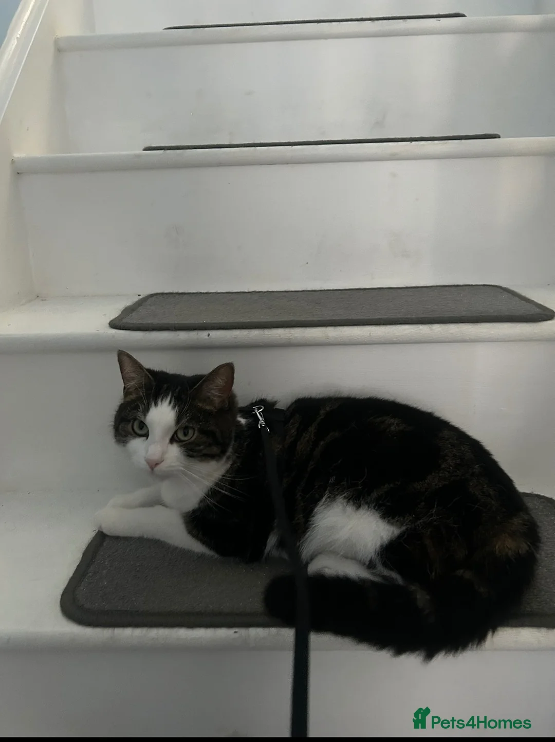Mixed Breed cats for sale: Carlos, 3 years old🐱 house cat looking for love. in Norwich - Advert 1